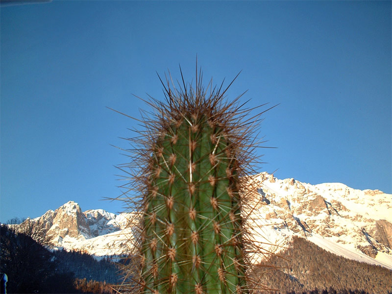 Kaktus und Berge