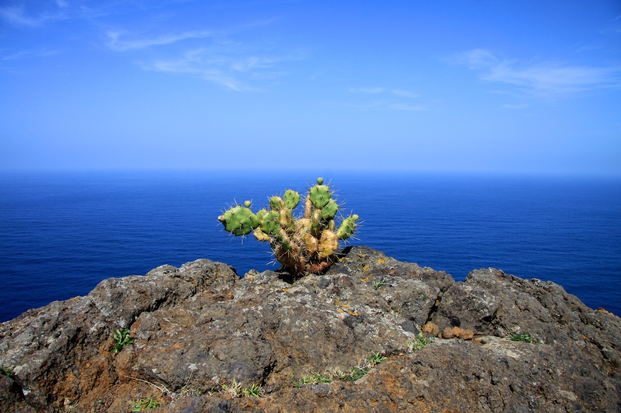 Kaktus und Meer