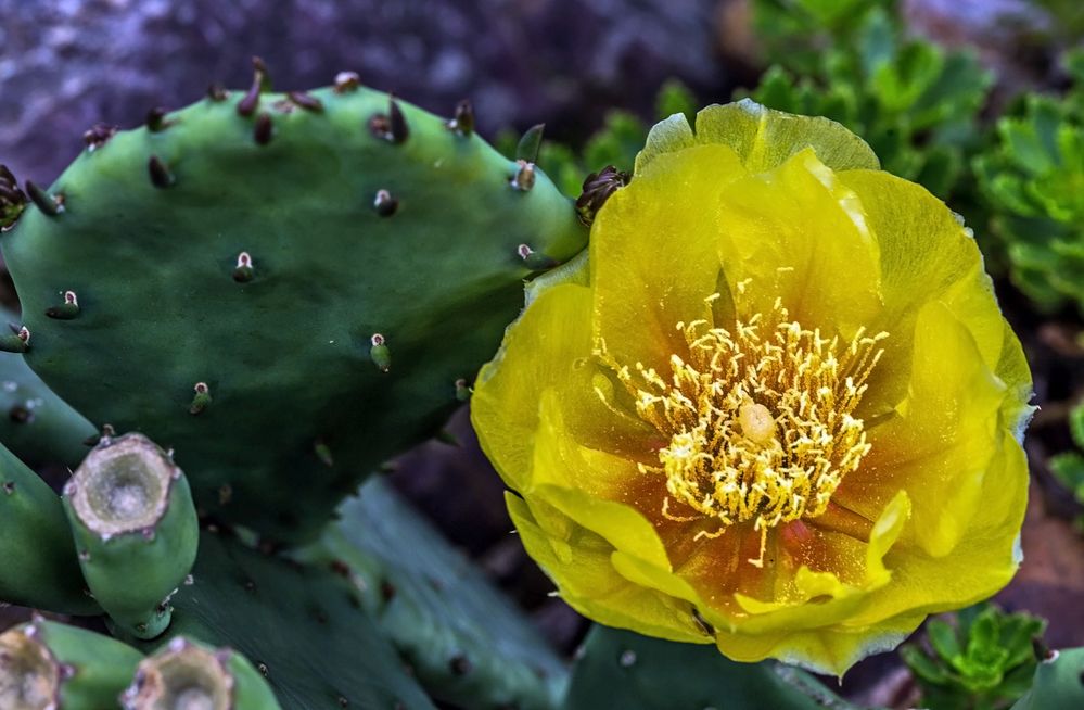 Kaktusblüte Foto & Bild pflanzen, pilze & flechten, naturmakros, kakteen & sukkulenten Bilder