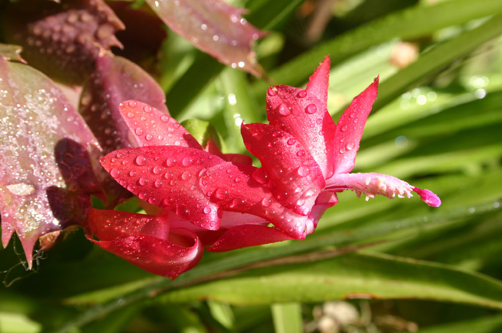 Kaktusblüte