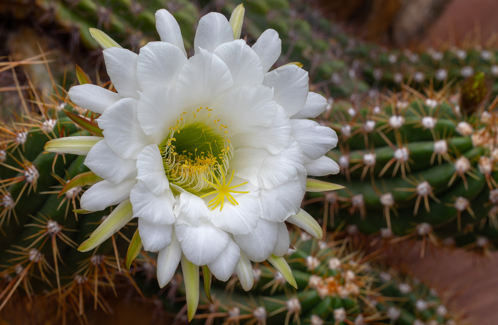 Kaktusblüte