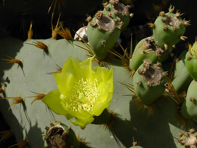 Kaktusblüte