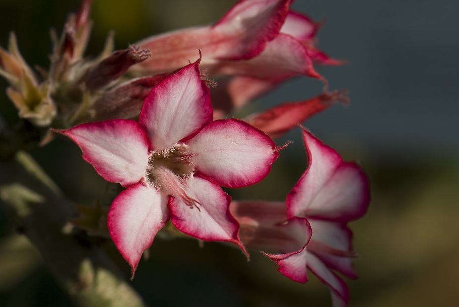 Kaktusblüte