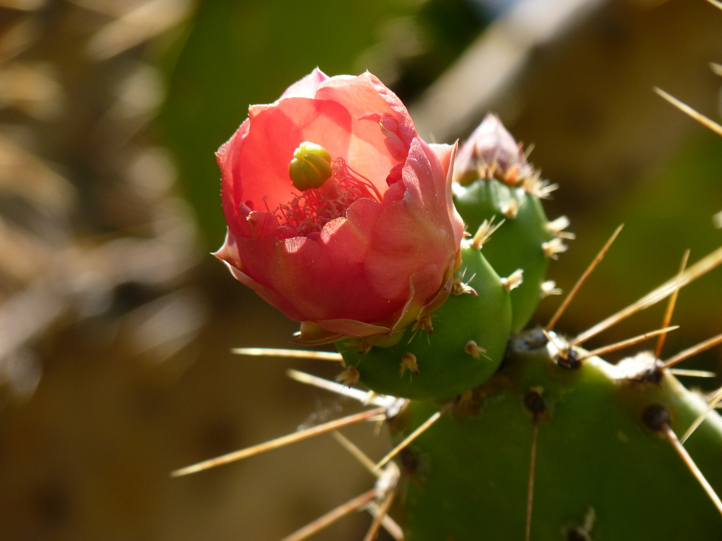 Kaktusblüte