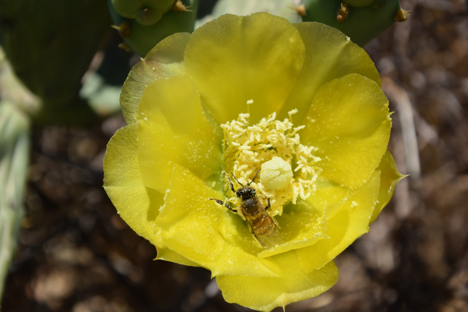 Kaktusblüte