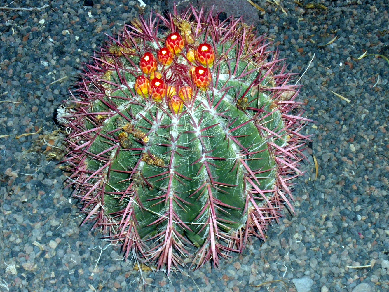 Kaktusblüte von so Feierabend 