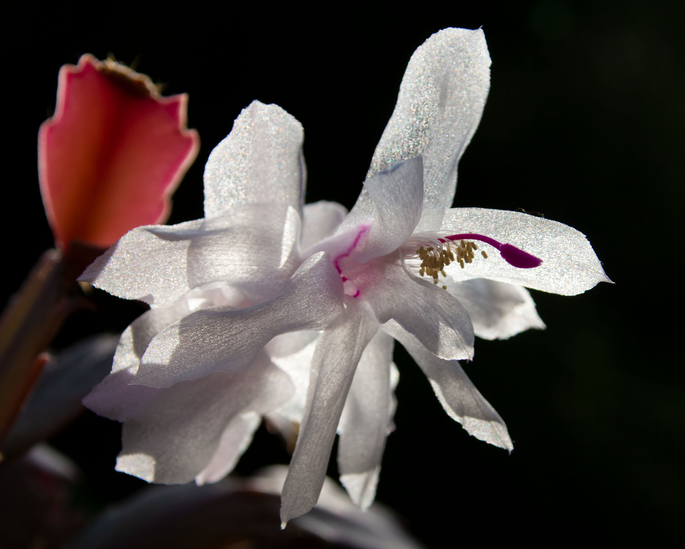 Kaktusblüte