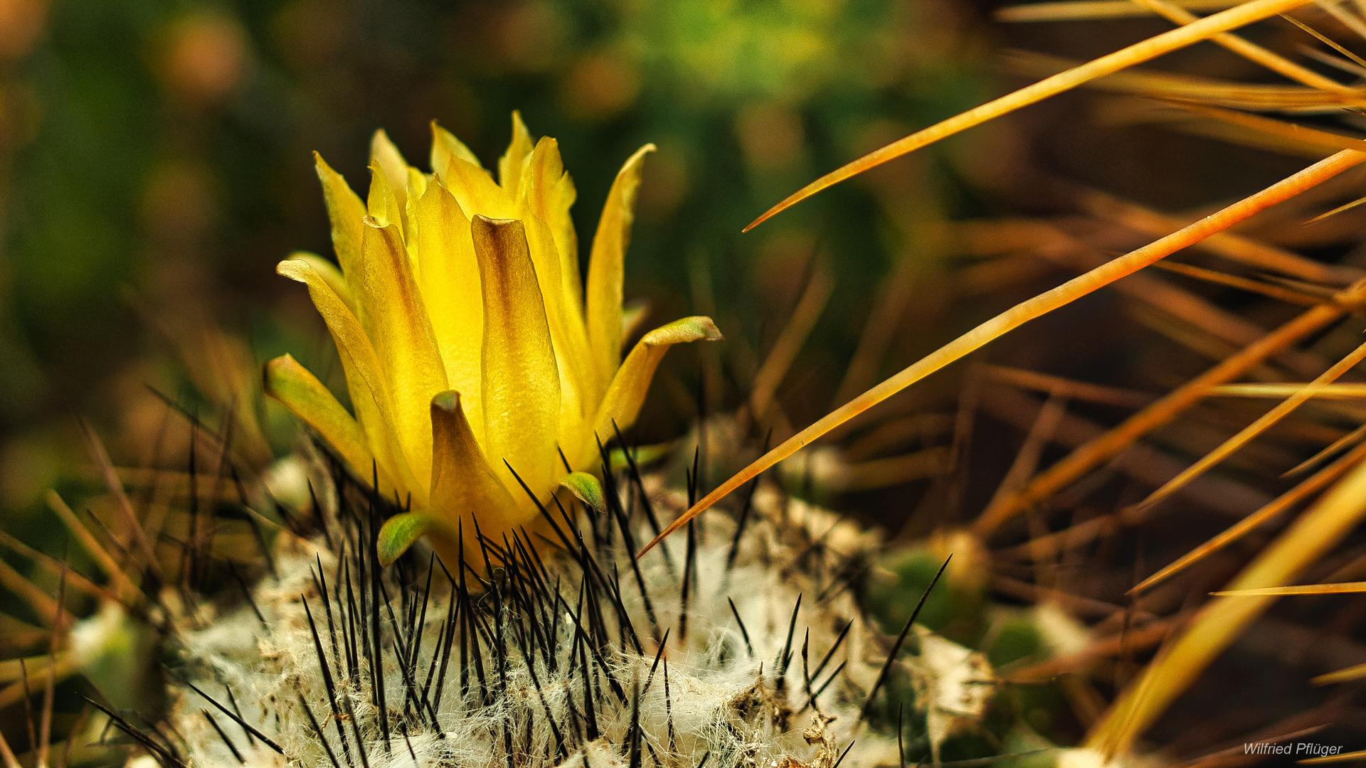 Kaktusblüte