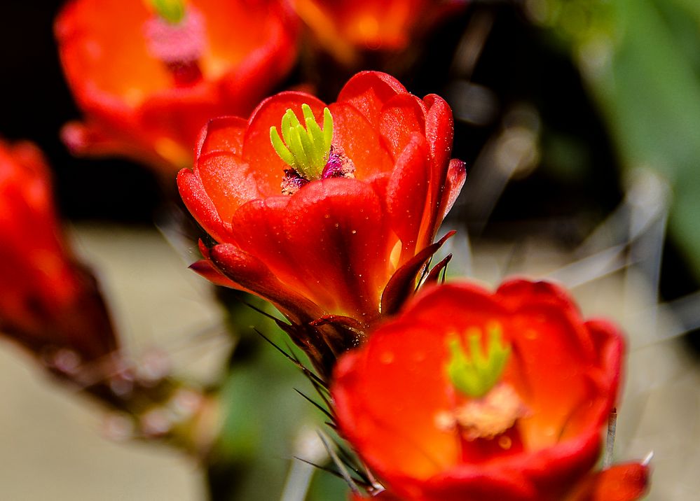Kaktusblüte Foto & Bild blüte, kaktus Bilder auf