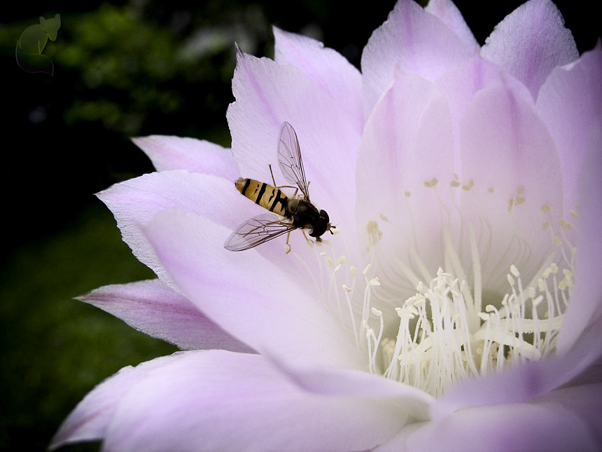 · Kaktusblüte ·