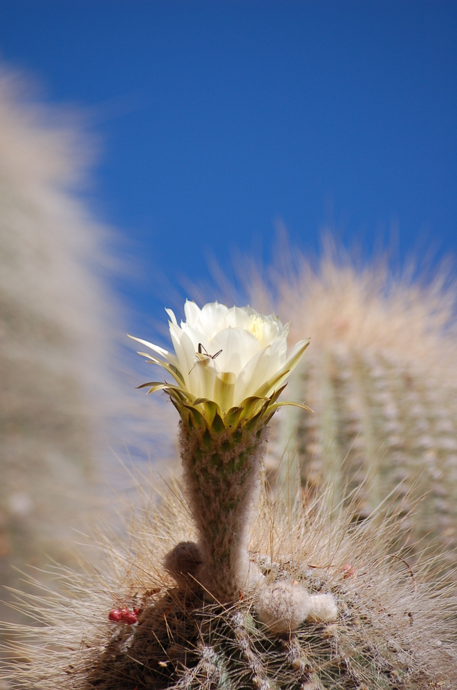 Kaktusblüte