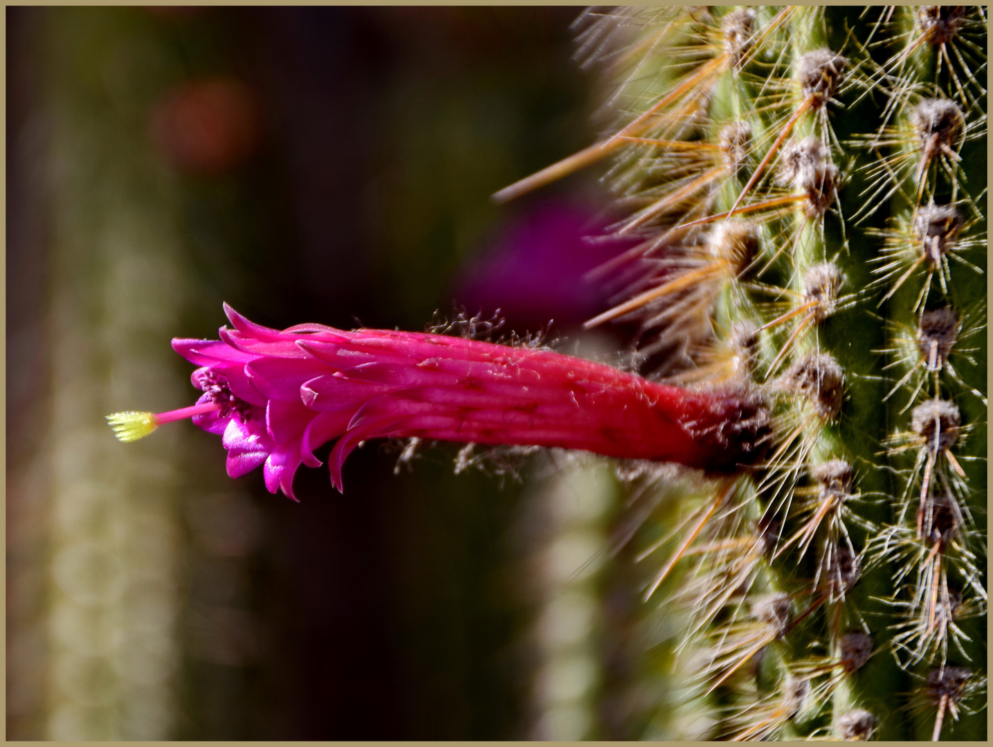 Kaktusblüte