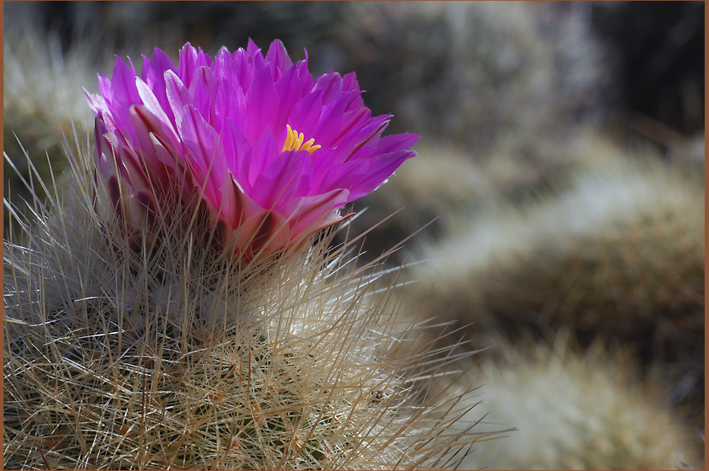 Kaktusblüte