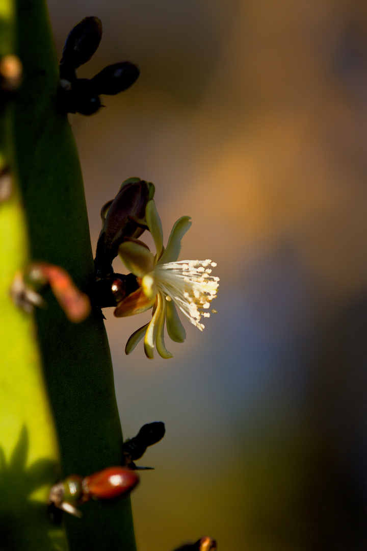 Kaktusblüte