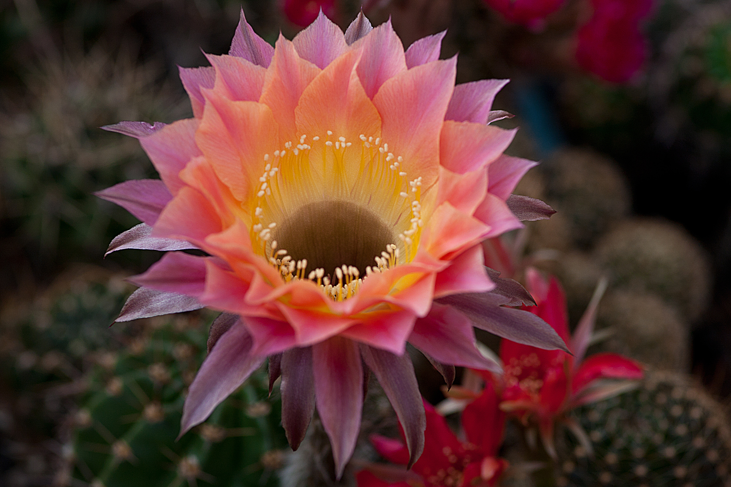 Kaktusblüte Foto &amp; Bild pflanzen, pilze &amp; flechten, kakteen