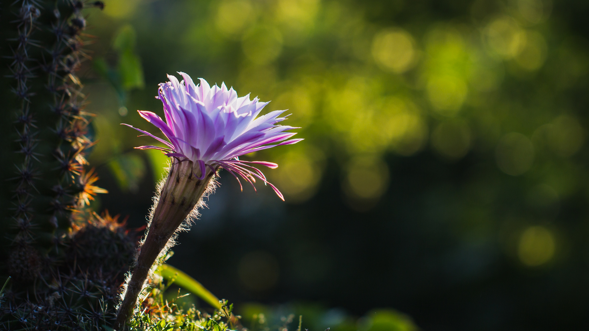 Kaktusblüte