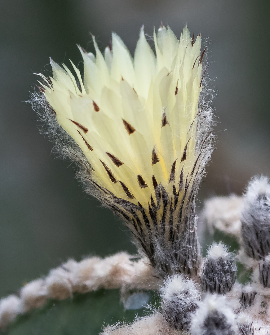 Kaktusblüte