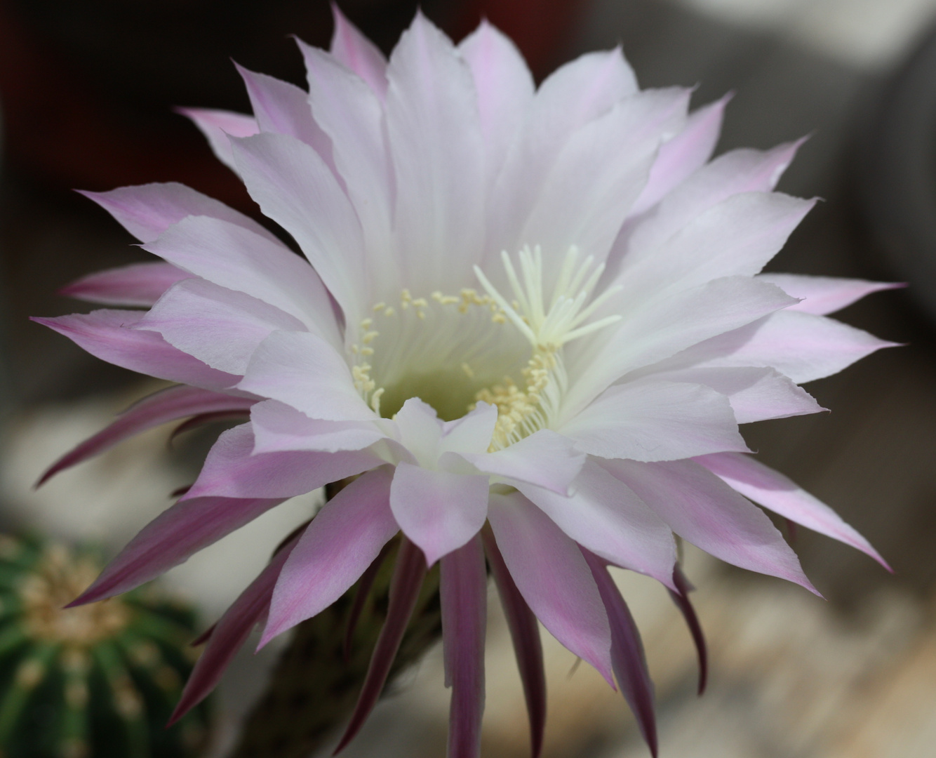 Kaktusblüte Kaktusblüte