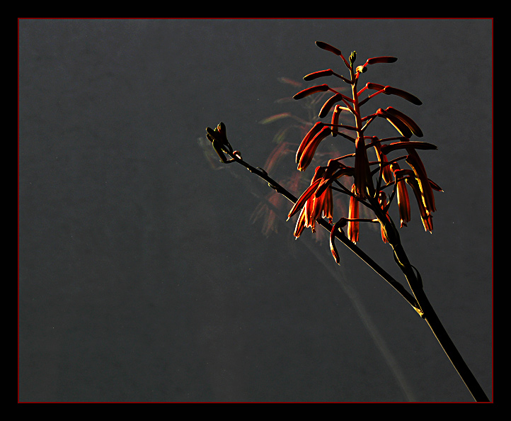 Kaktusblüte am Fenster