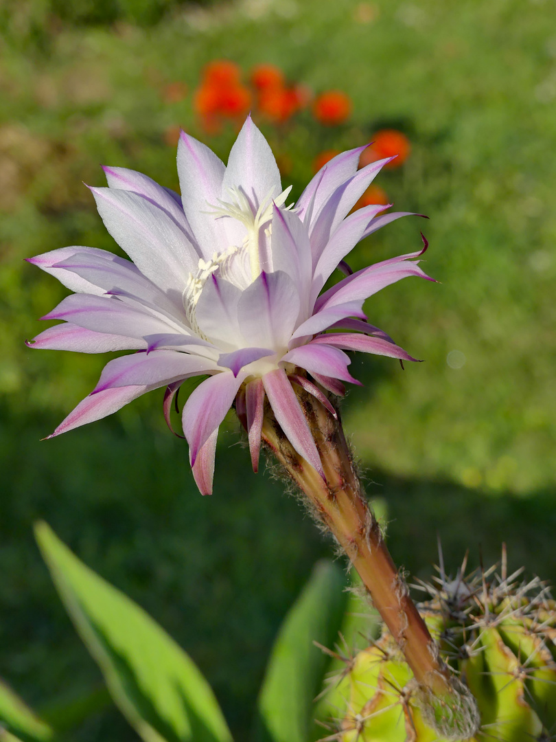 Kaktusblüte am Morgen