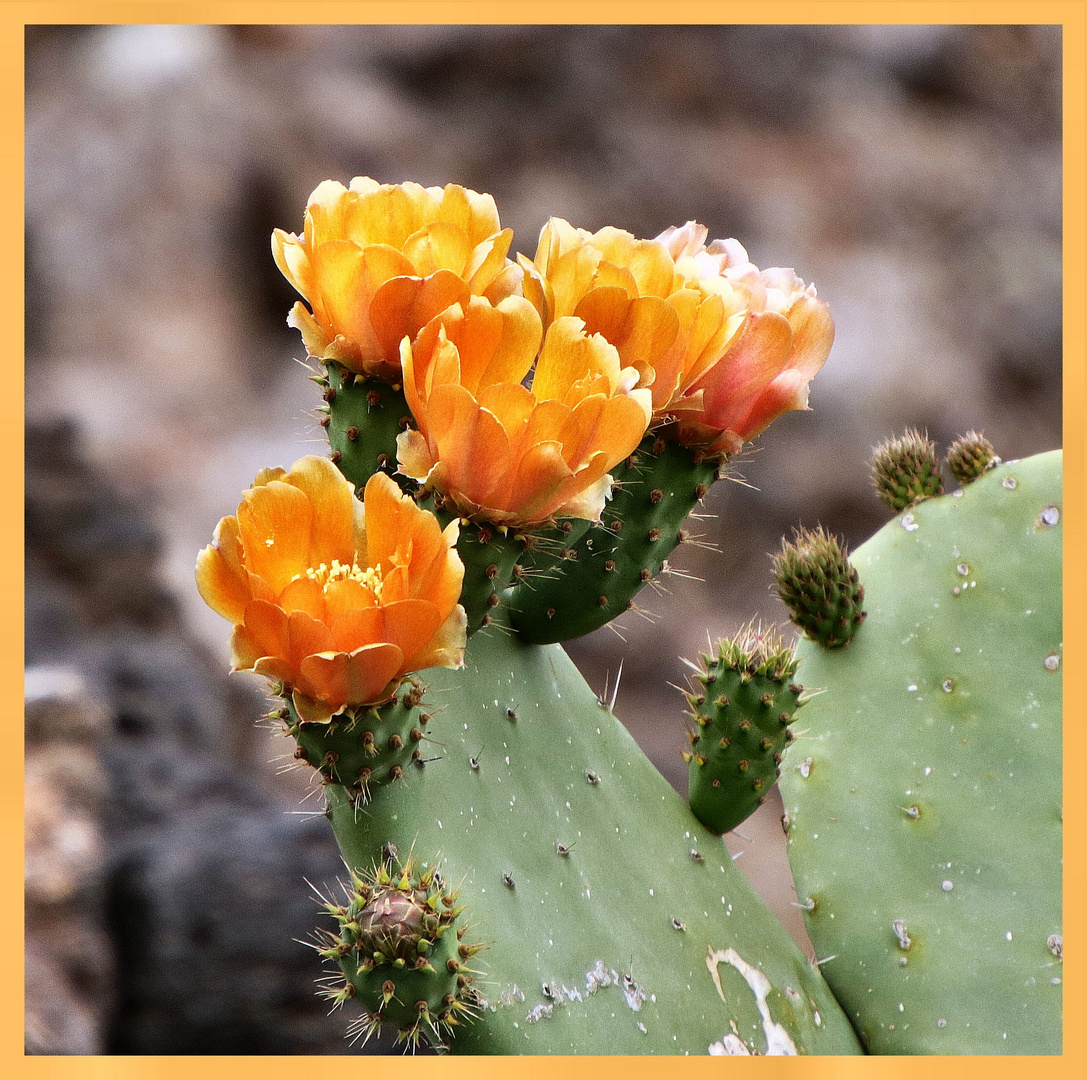 Kaktusblüte auf Fuerteventura...