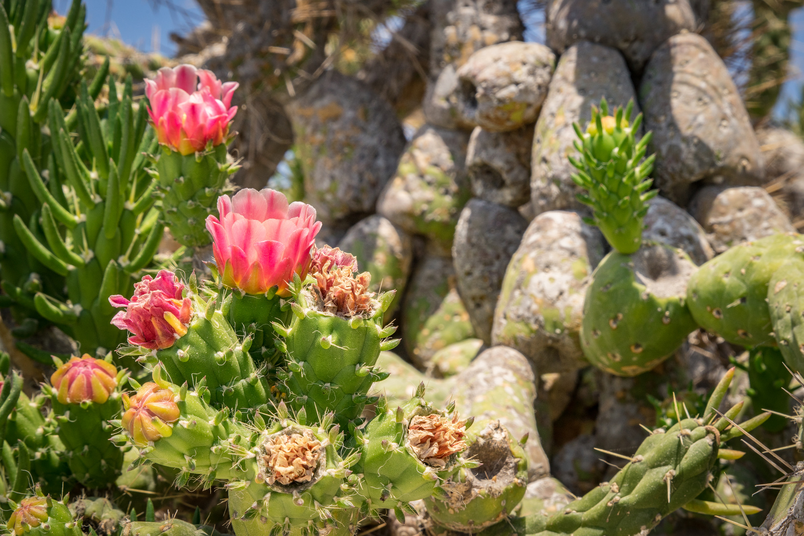 Kaktusblüte auf Santorin