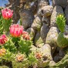 Kaktusblüte auf Santorin