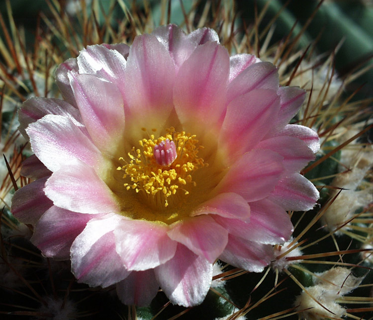Kaktusblüte August 2004