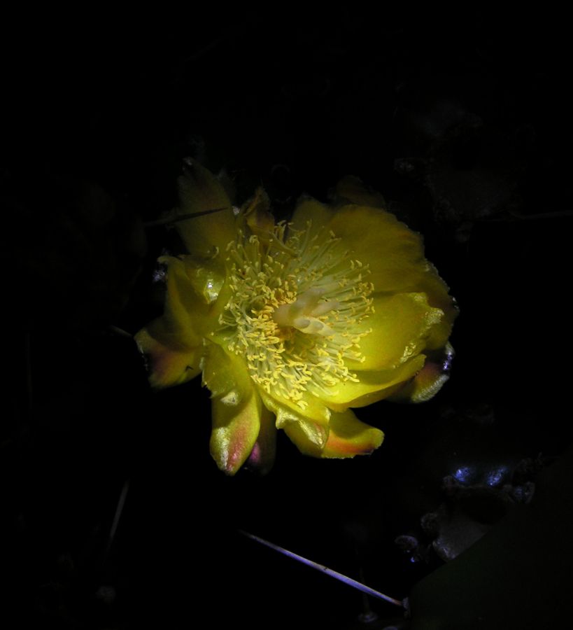Kaktusblüte bei Nacht