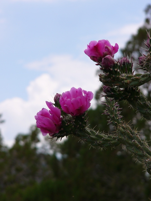 Kaktusblüte