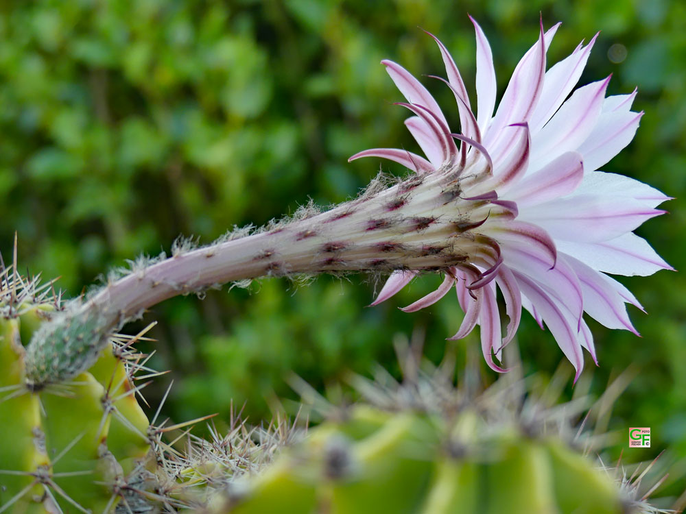 Kaktusblüte