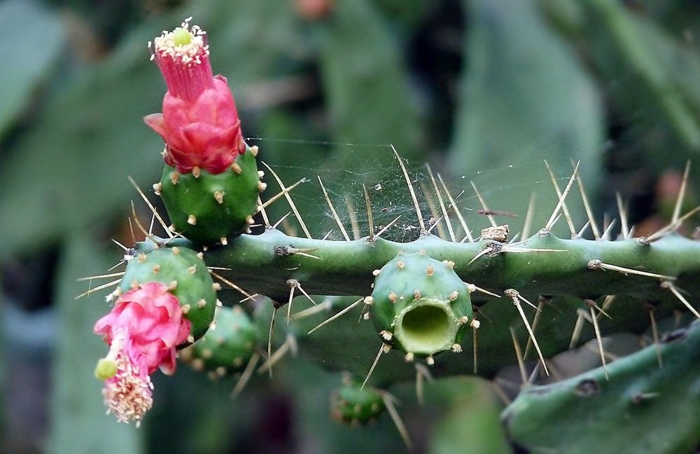 Kaktusblüte