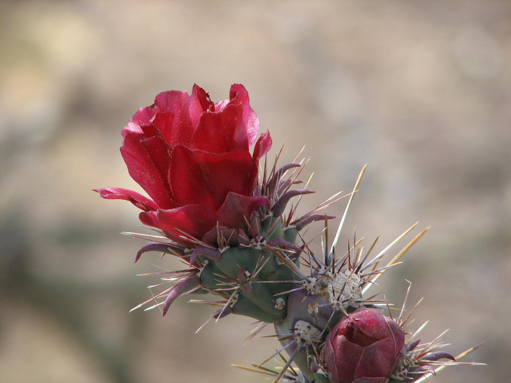 Kaktusblüte