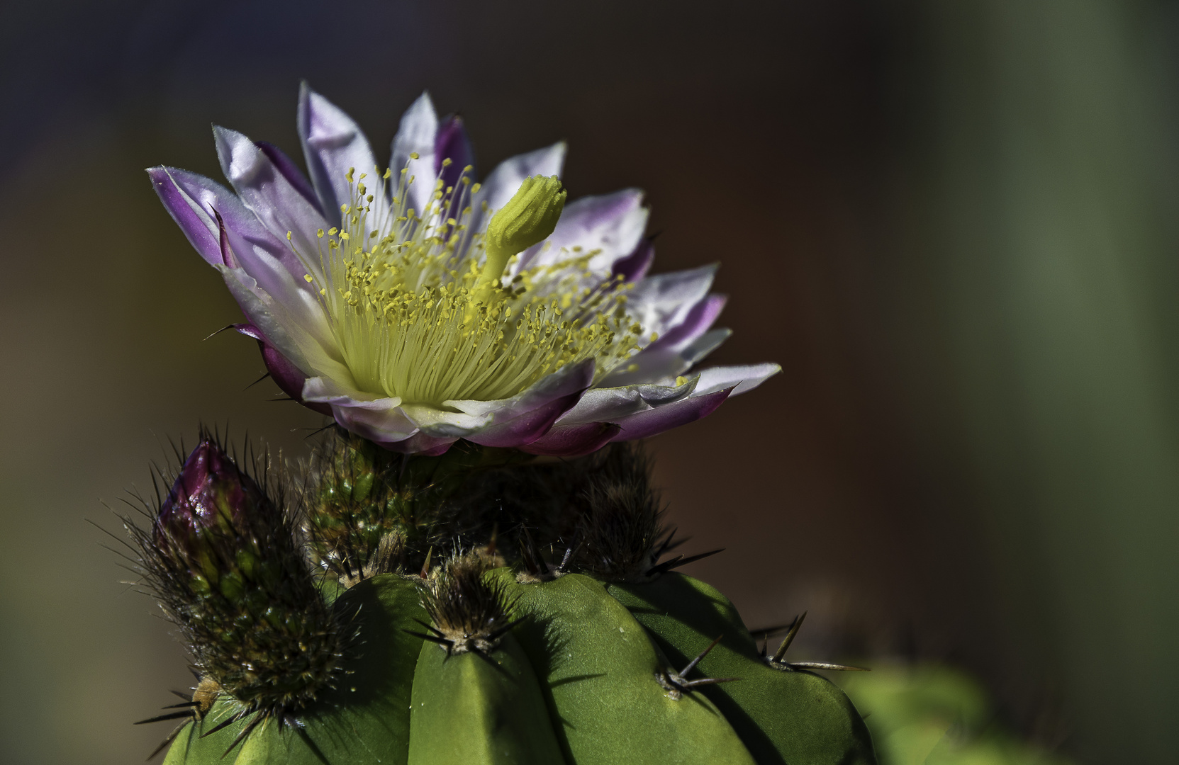 Kaktusblüte