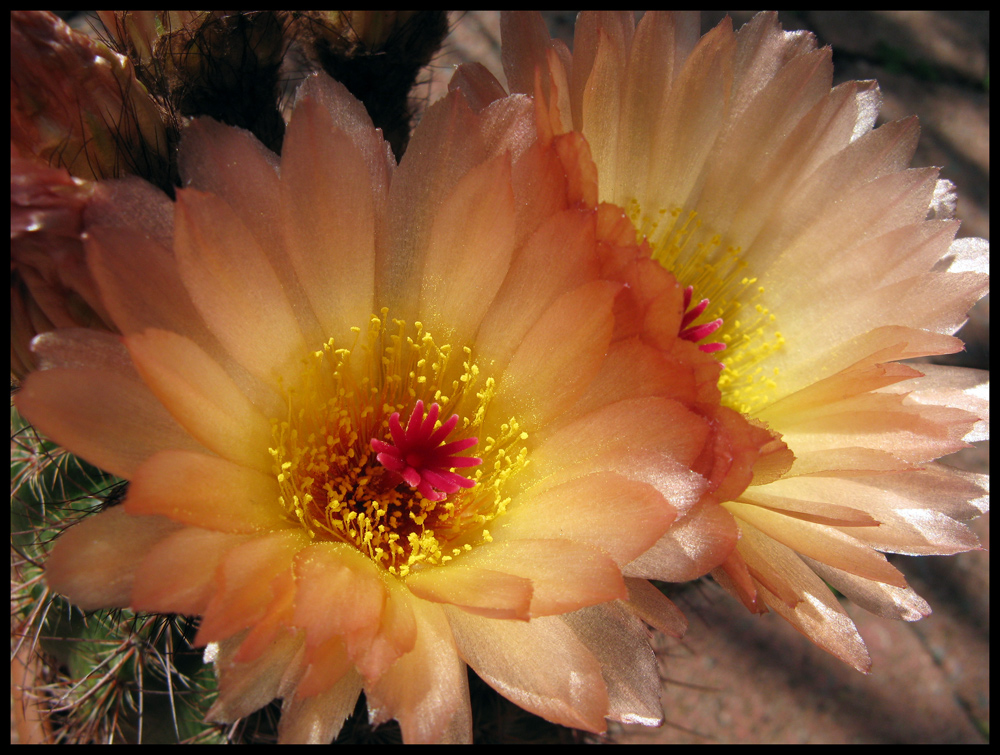 Kaktusblüte "die Zweite"