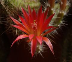 Kaktusblüte (Echinocereus sanpedroensis) auf dem Balkon