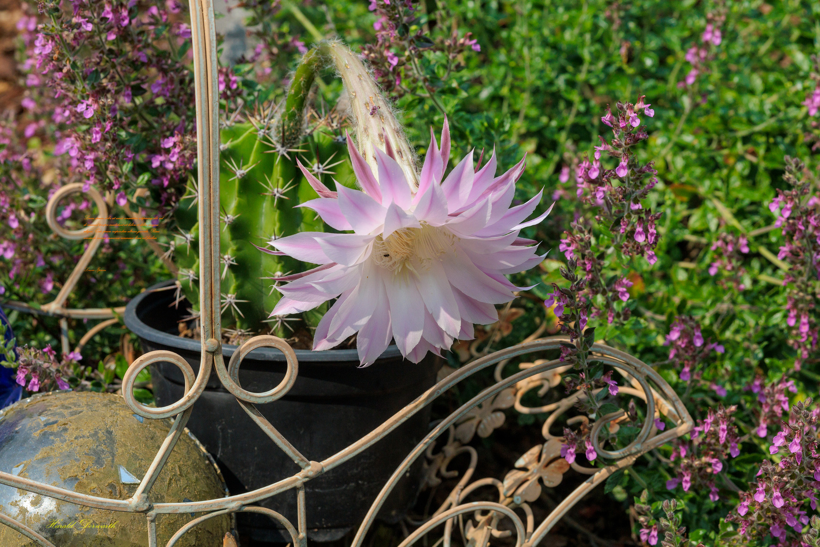 Kaktusblüte Echinopsis oxygona