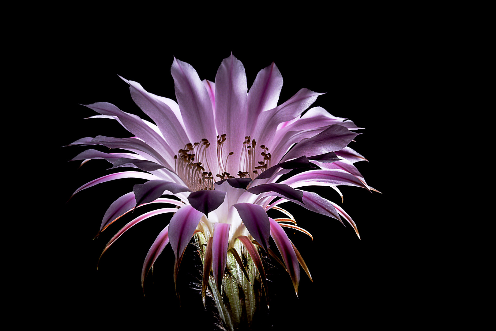 Kaktusblüte ( Echinopsis oxygona )