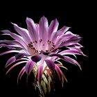 Kaktusblüte ( Echinopsis oxygona )