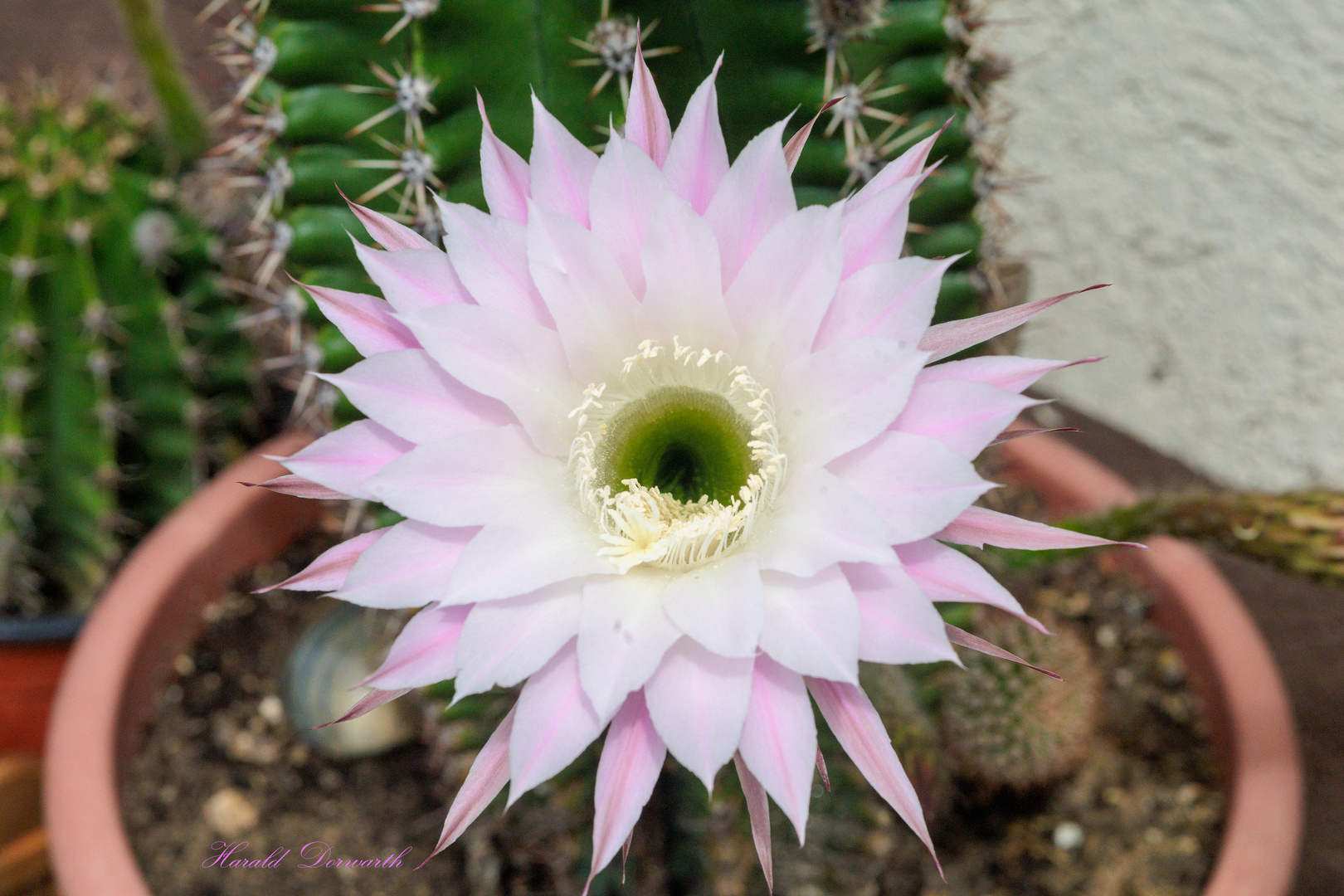 Kaktusblüte  Echinopsis oxygona