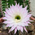 Kaktusblüte  Echinopsis oxygona