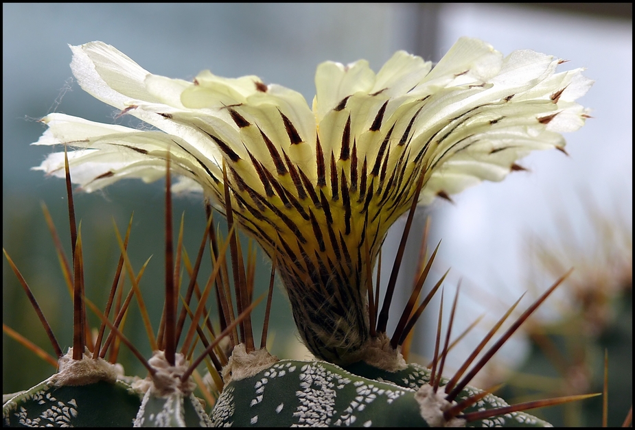 Kaktusblüte..