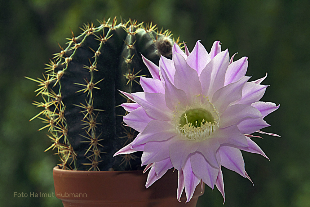 KAKTUSBLÜTE FÜR EINEN TAG