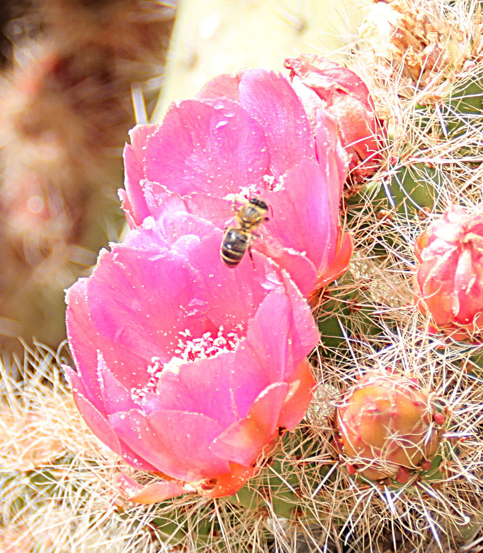 Kaktusblüte im Botanicactus