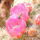 Kaktusblüte im Botanicactus