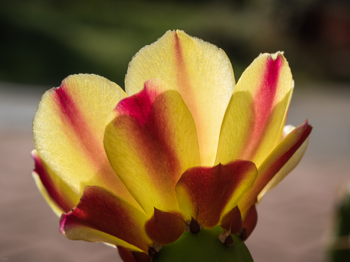 Kaktusblüte im Gegenlicht