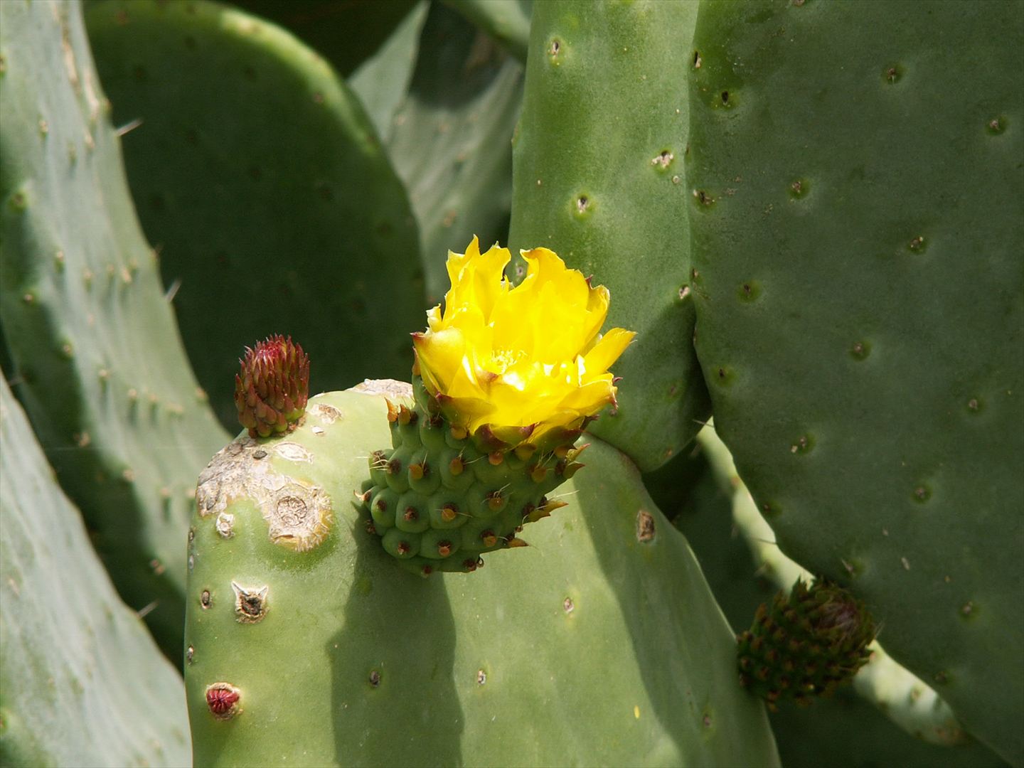 Kaktusblüte im Hotelgarten