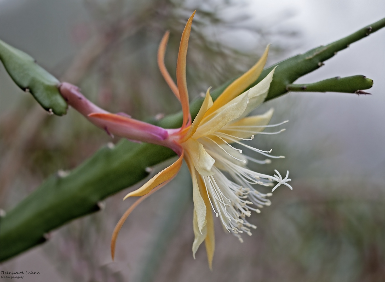 Kaktusblüte im Kakteenschauhaus des Berggartens.