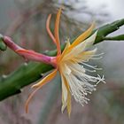 Kaktusblüte im Kakteenschauhaus des Berggartens.