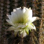 Kaktusblüte im Morgenlicht